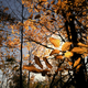 Illustration for article titled Shooting Challenge Fall Leaves Gallery 1